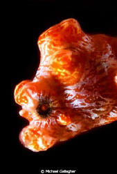 Bargibanti, close-up by Michael Gallagher 